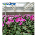 Folha de policarbonato estufa para flores orquídea rosa